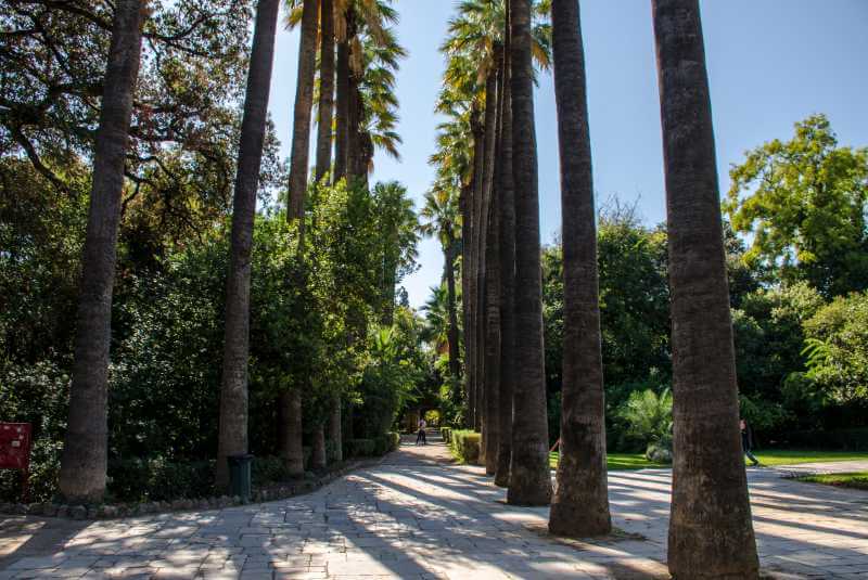 athens national garden palm trees