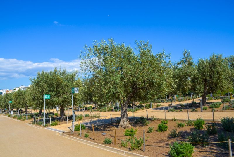 Stavros Niarchos Park olive trees
